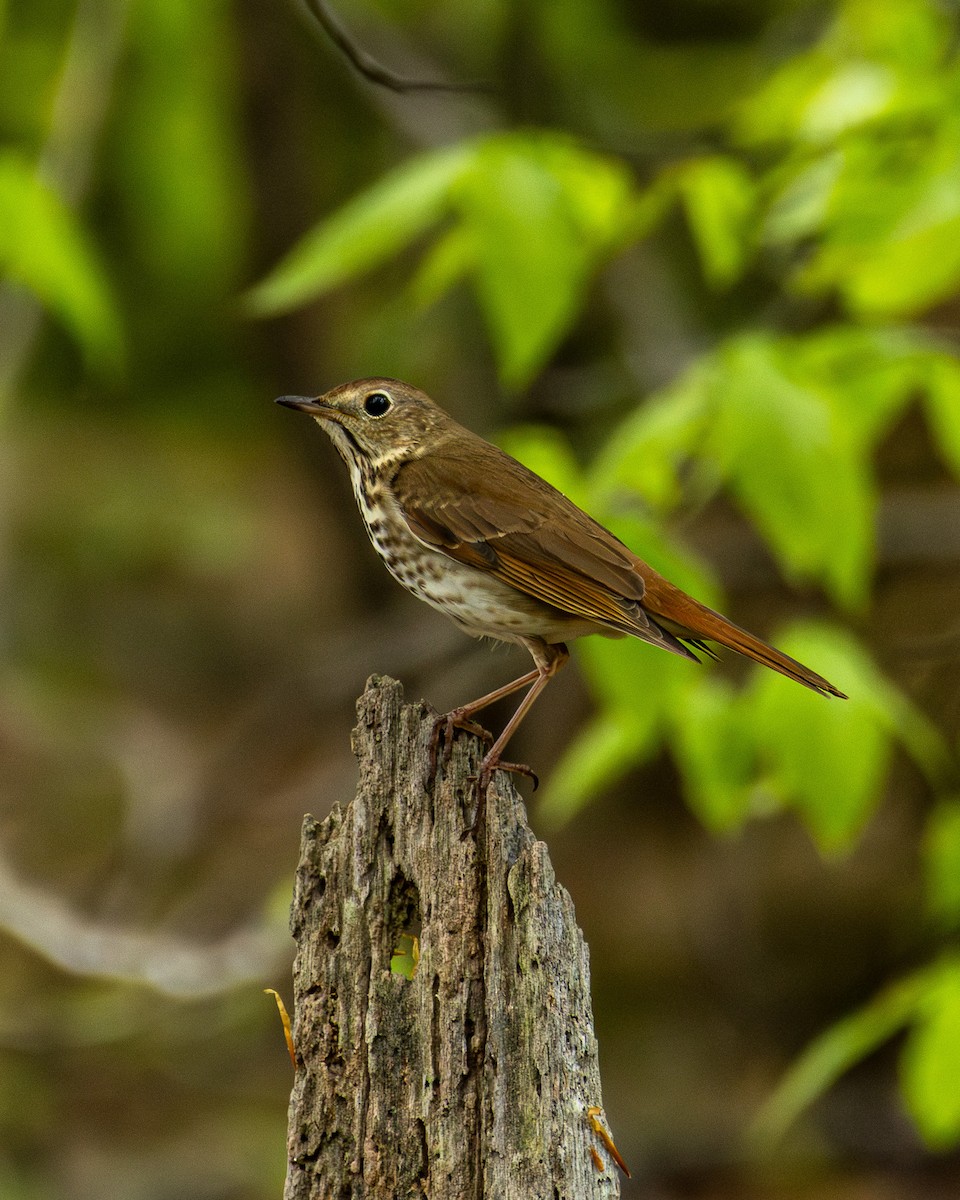 Hermit Thrush - ML617699737