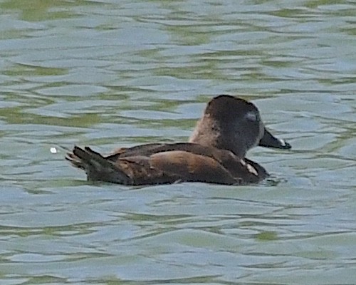 Ring-necked Duck - ML617699738