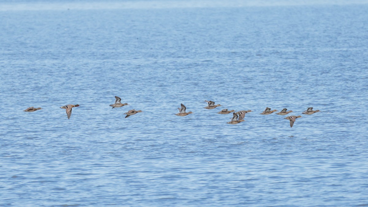 Green-winged Teal - ML617699743