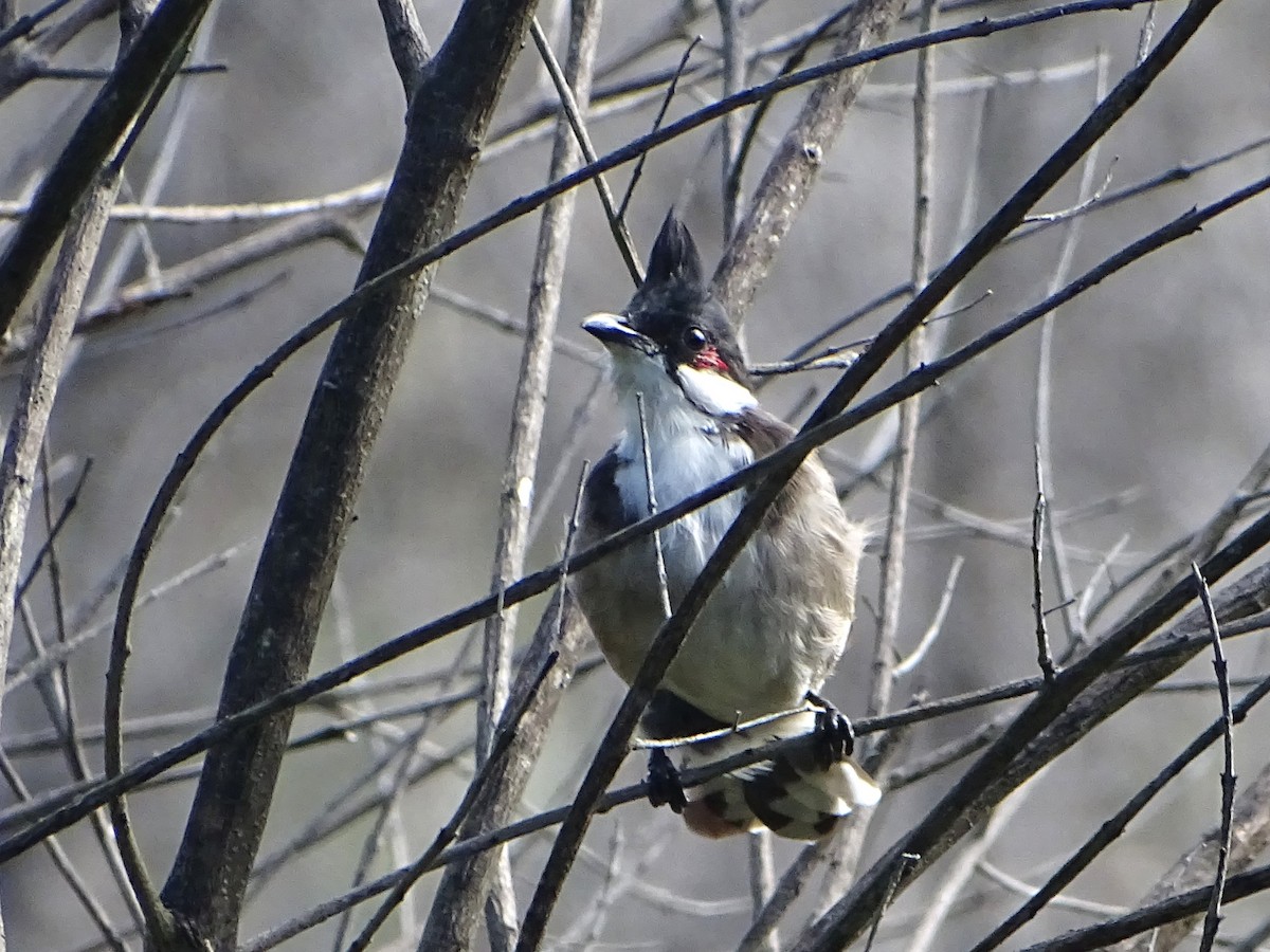 Red-whiskered Bulbul - ML617699766