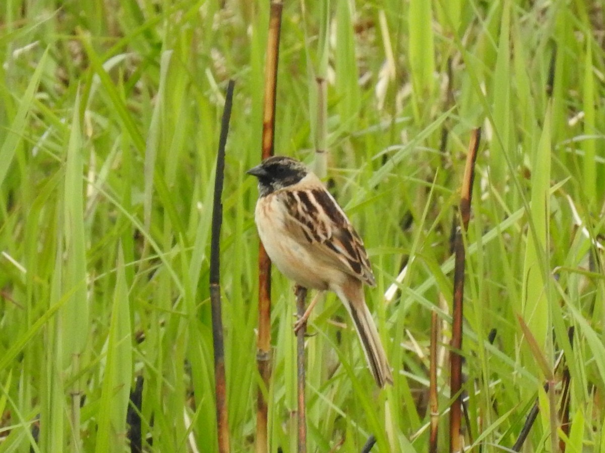 Ochre-rumped Bunting - Mikki Doerger