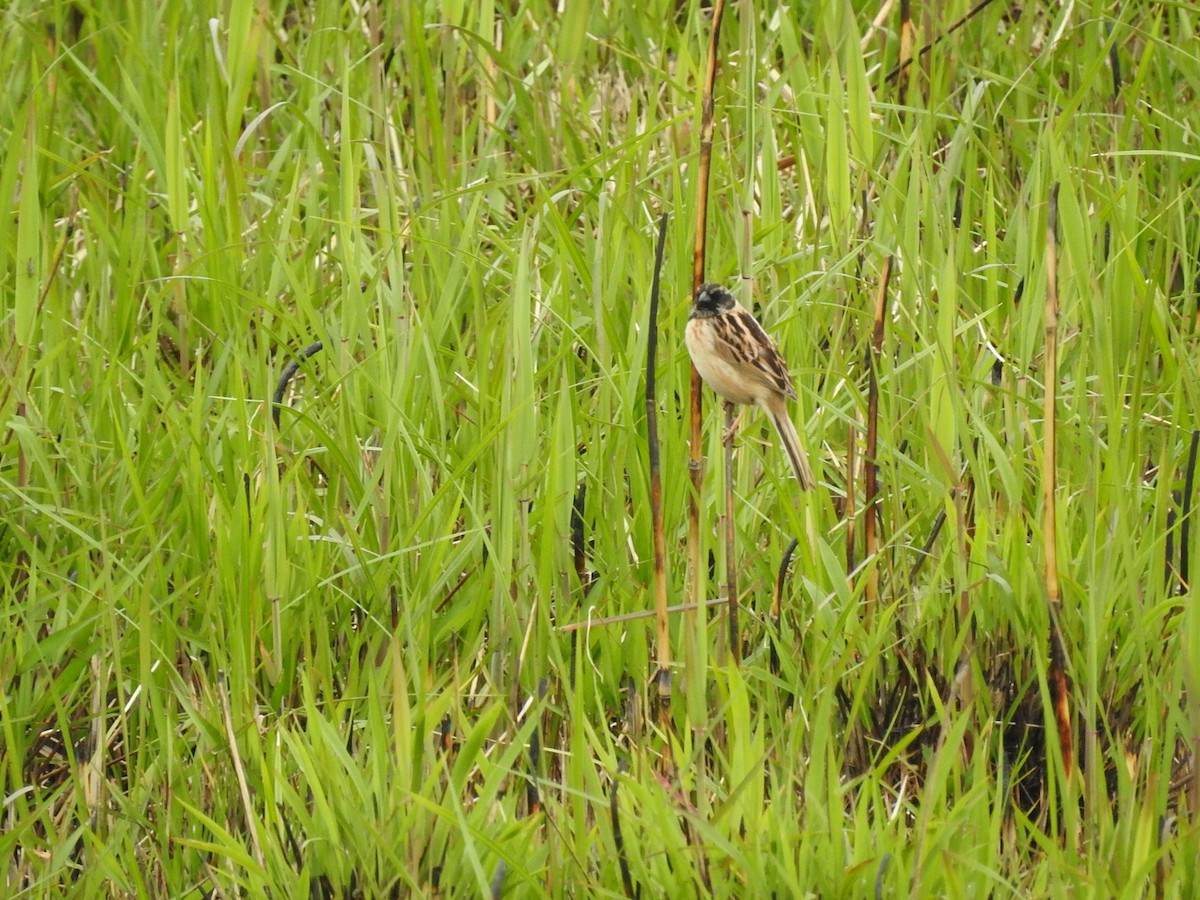 Ochre-rumped Bunting - Mikki Doerger