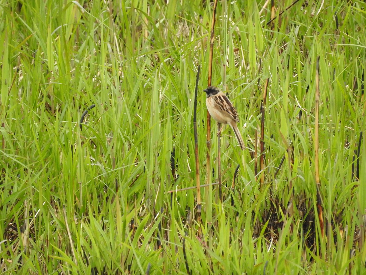 Ochre-rumped Bunting - Mikki Doerger