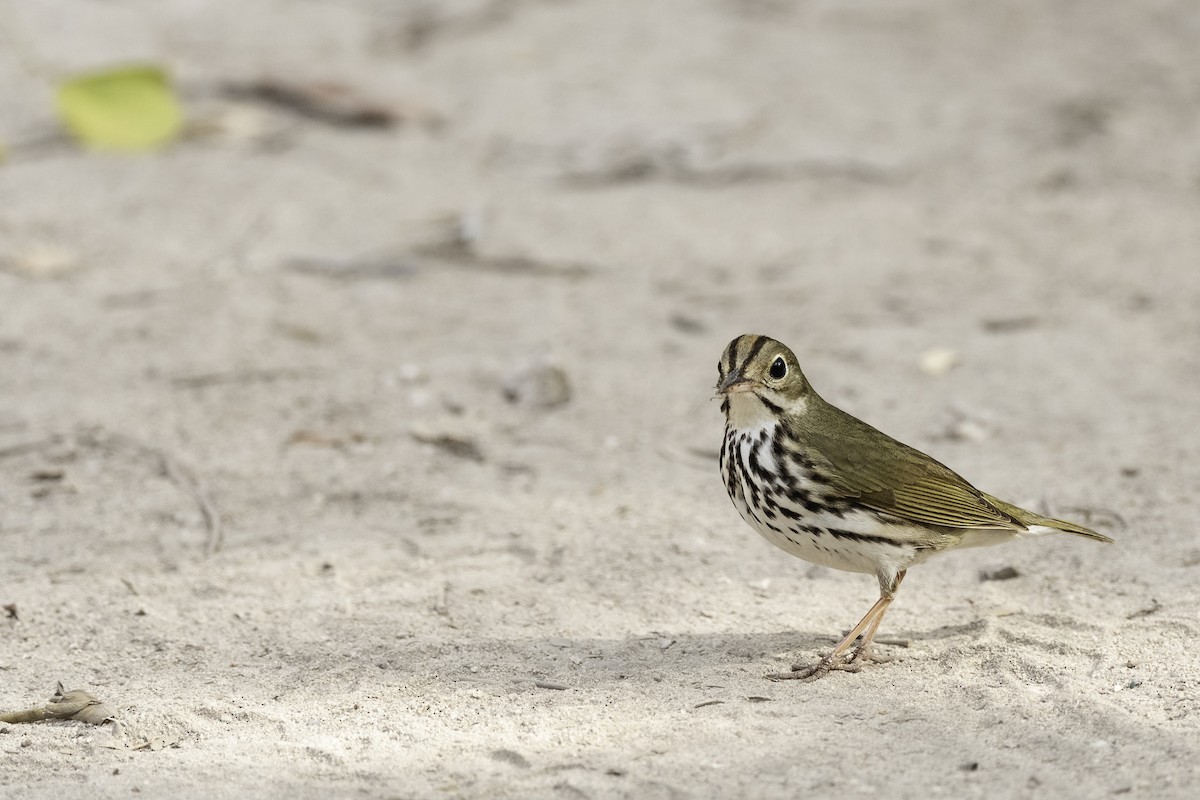 Ovenbird - Luis Guillermo