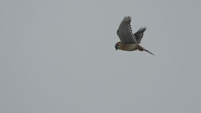 American Kestrel - ML617699840