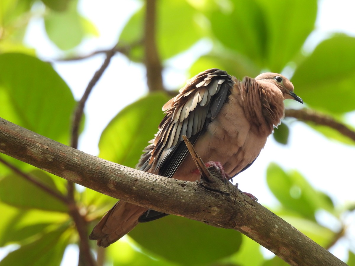 Eared Dove - ML617699844