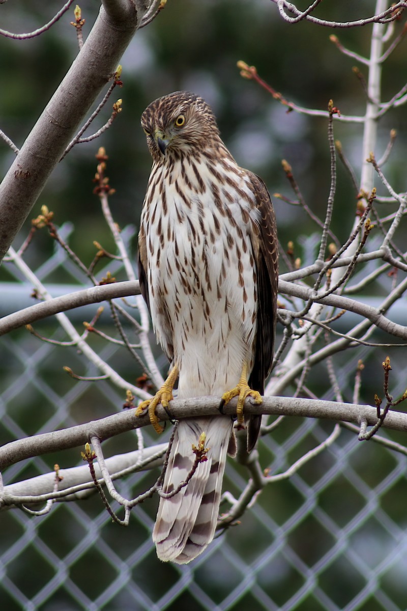 Sharp-shinned/Cooper's Hawk - Nea Gicu