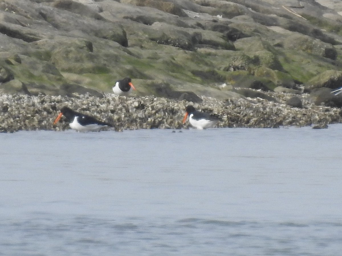 Eurasian Oystercatcher - ML617699894