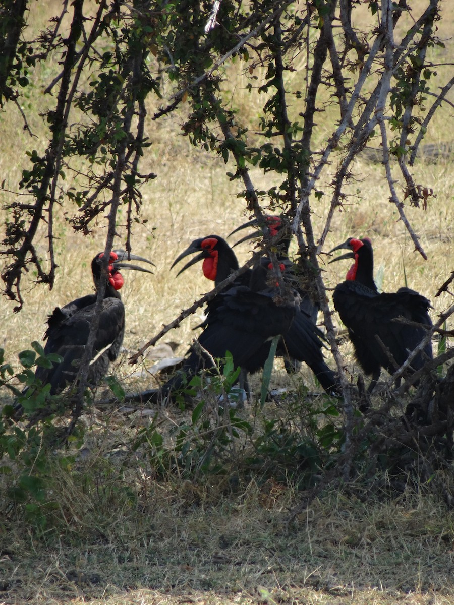 Southern Ground-Hornbill - Padrick Anderson