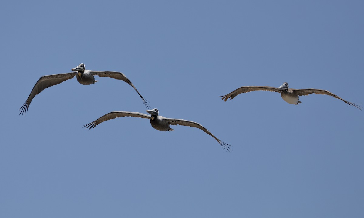 Brown Pelican - ML617699939