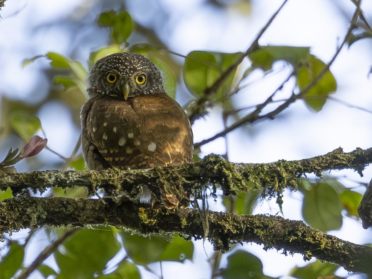 Sunda Owlet - Charmain Ang