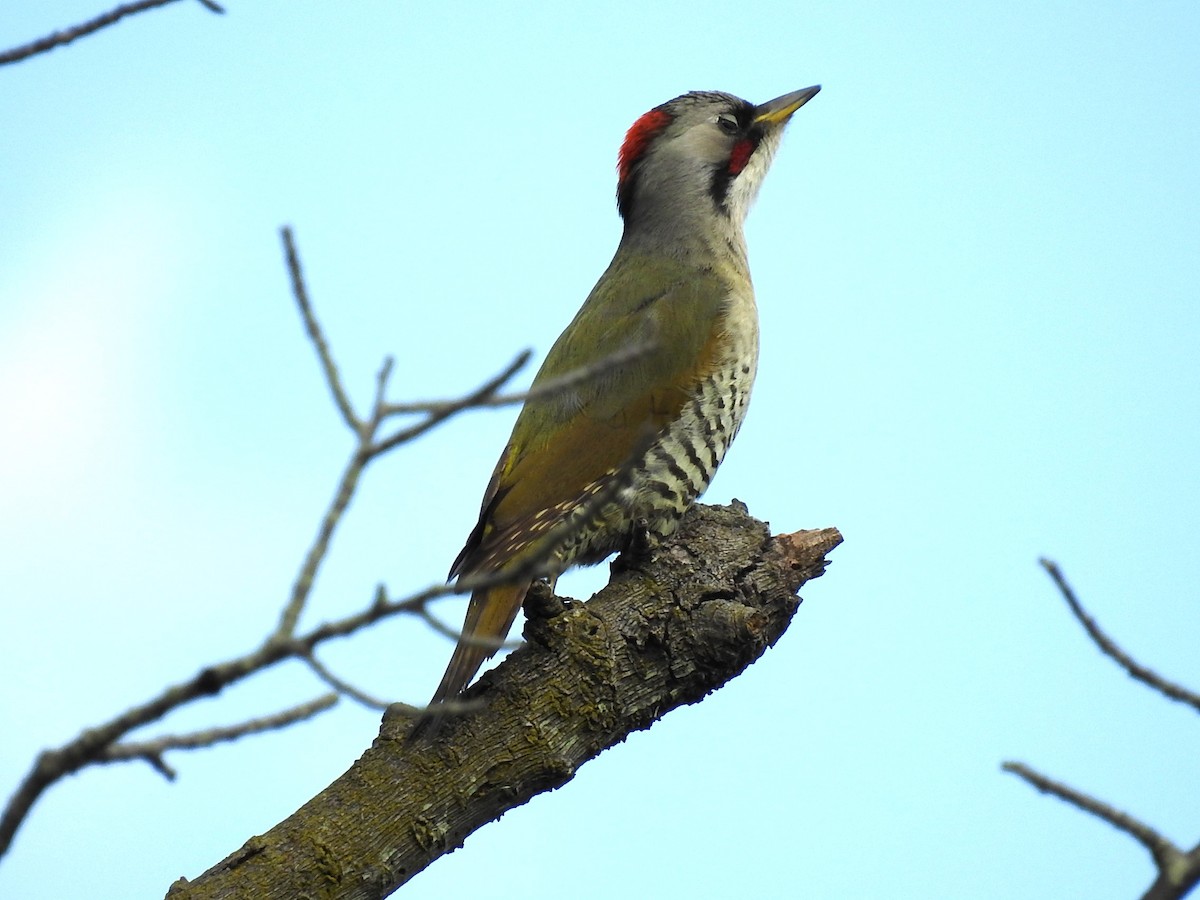 Japanese Woodpecker - Mikki Doerger