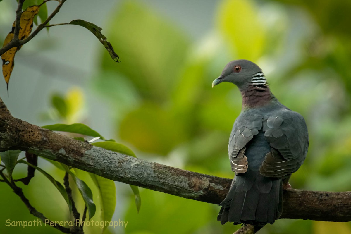 Sri Lanka Wood-Pigeon - Sampath Indika Perera