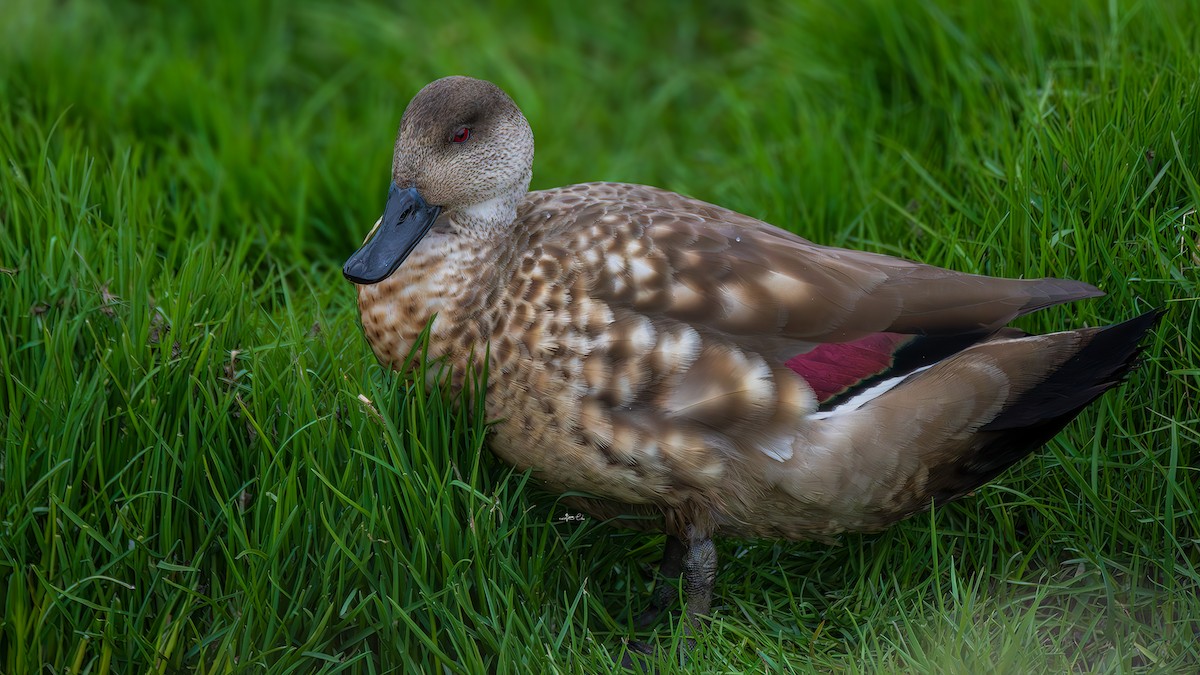 Crested Duck - ML617700029