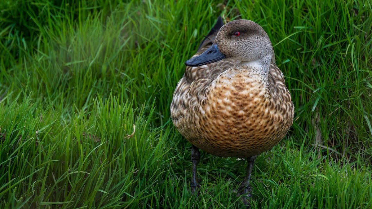 Canard huppé - ML617700030