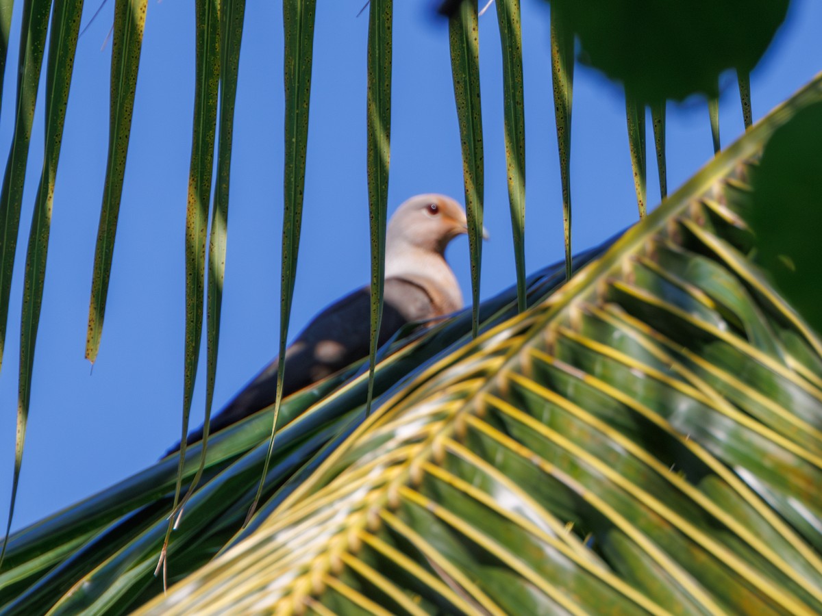 Gray Imperial-Pigeon - Ng SH