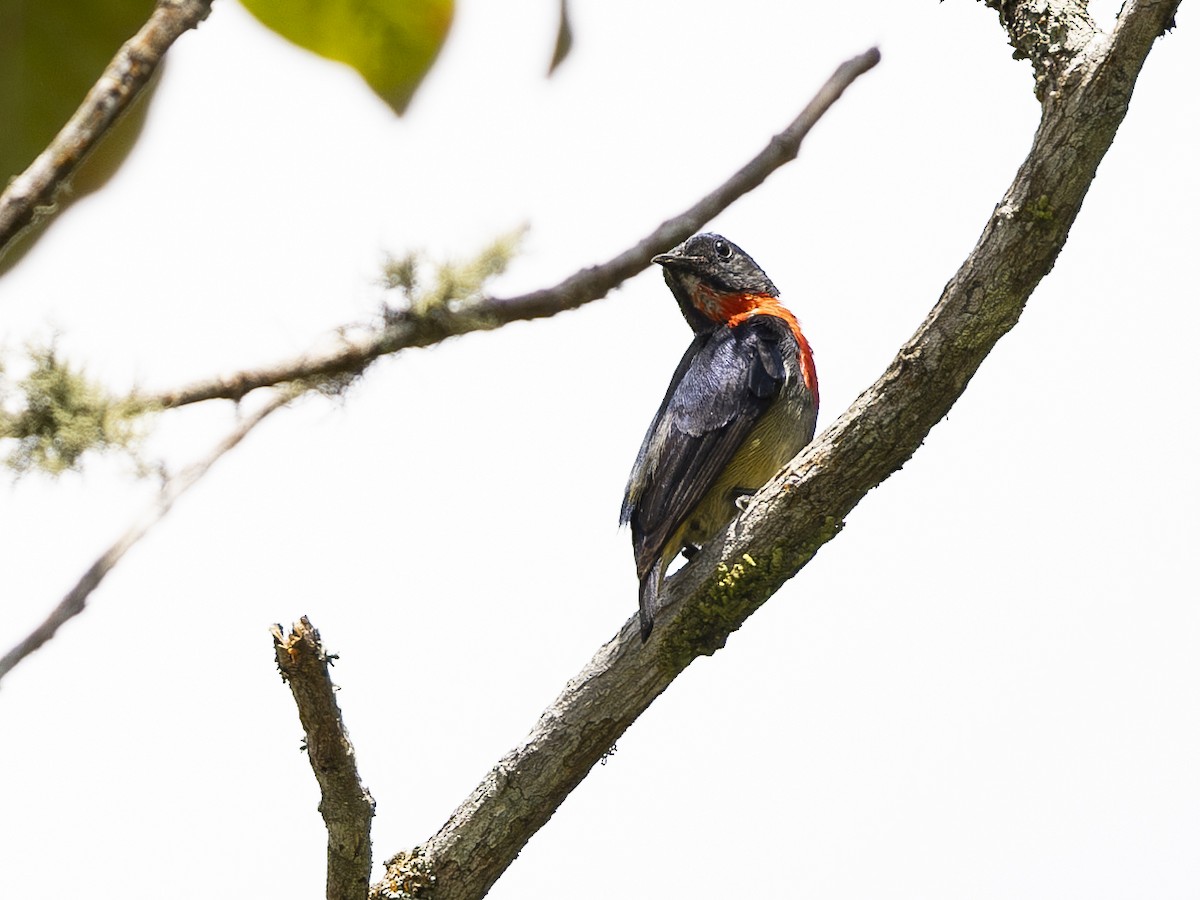 Black-sided Flowerpecker - ML617700069