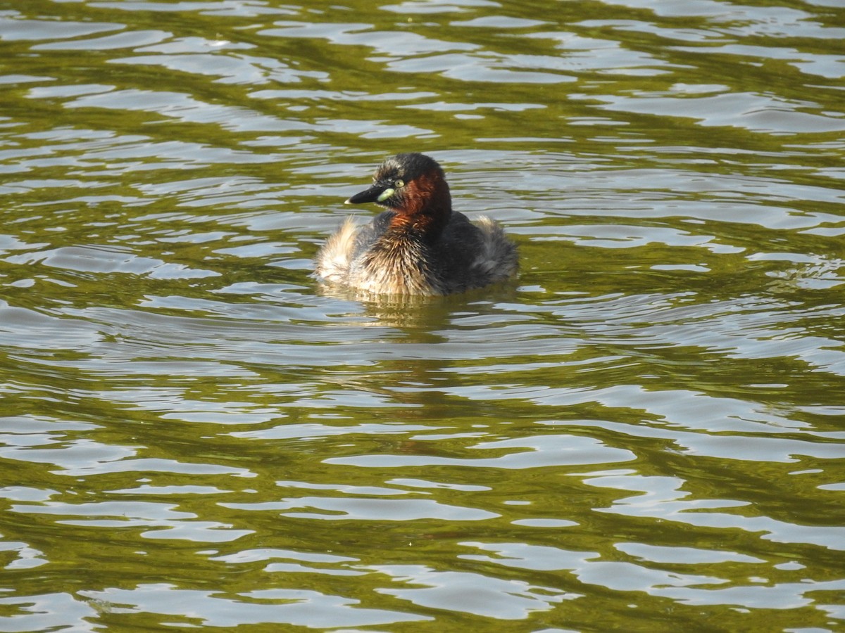 Little Grebe - ML617700091