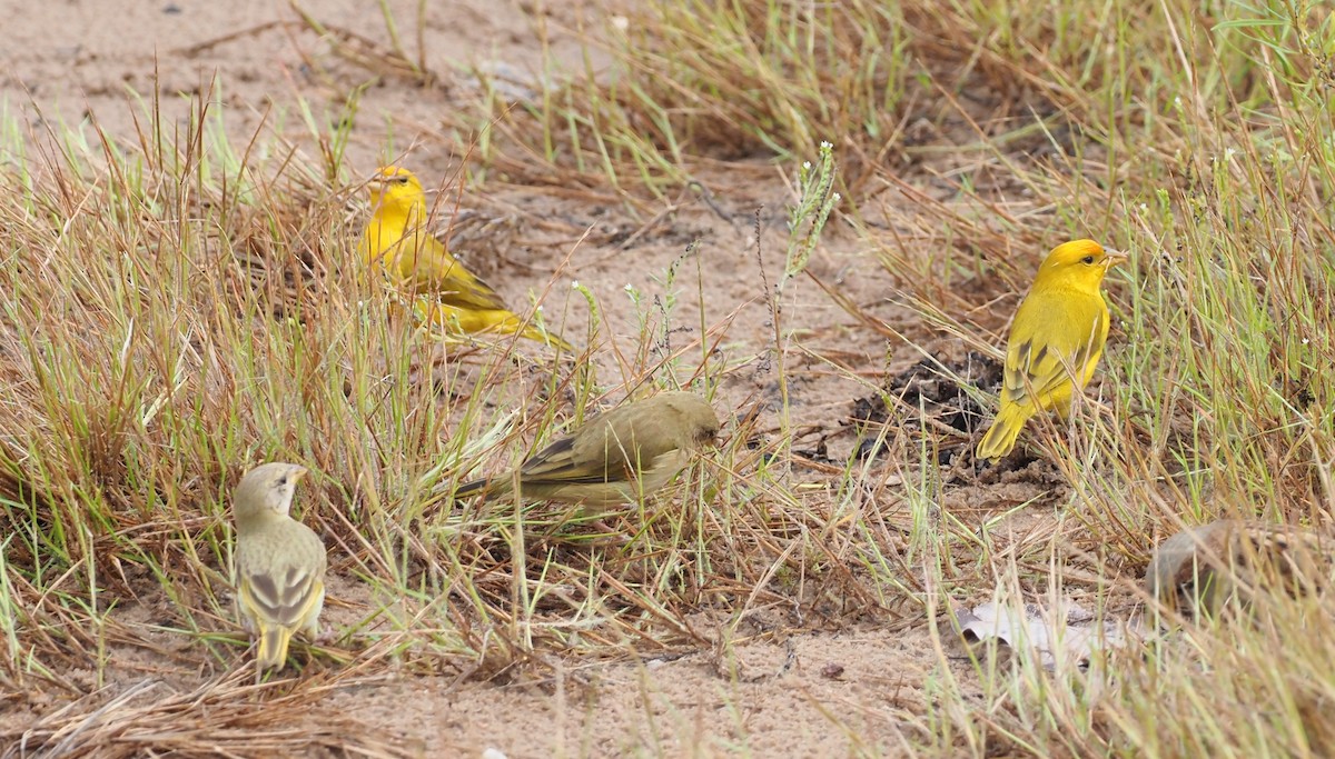 Orange-fronted Yellow-Finch - ML617700105