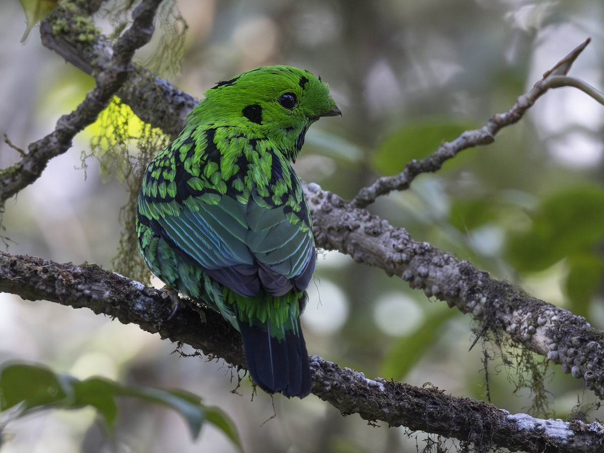 Whitehead's Broadbill - Charmain Ang