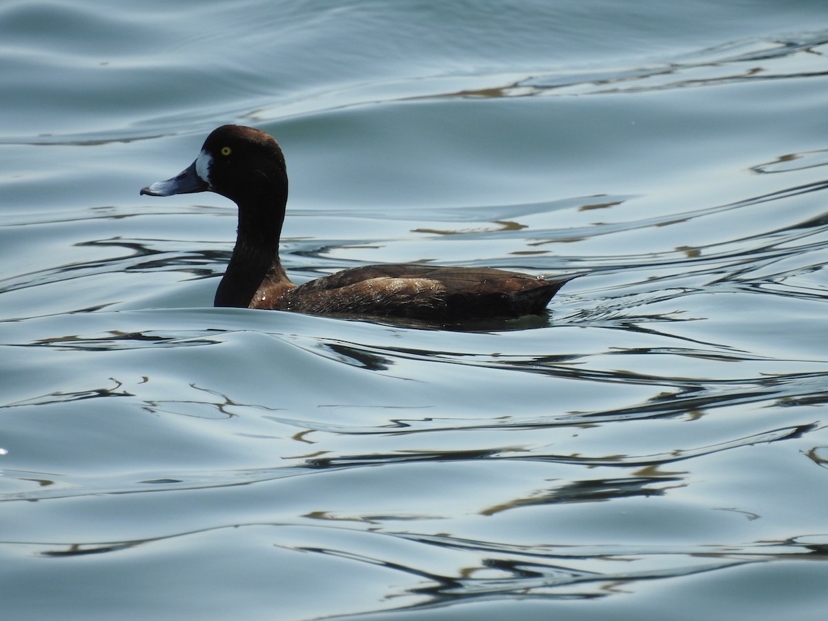 Greater Scaup - ML617700142