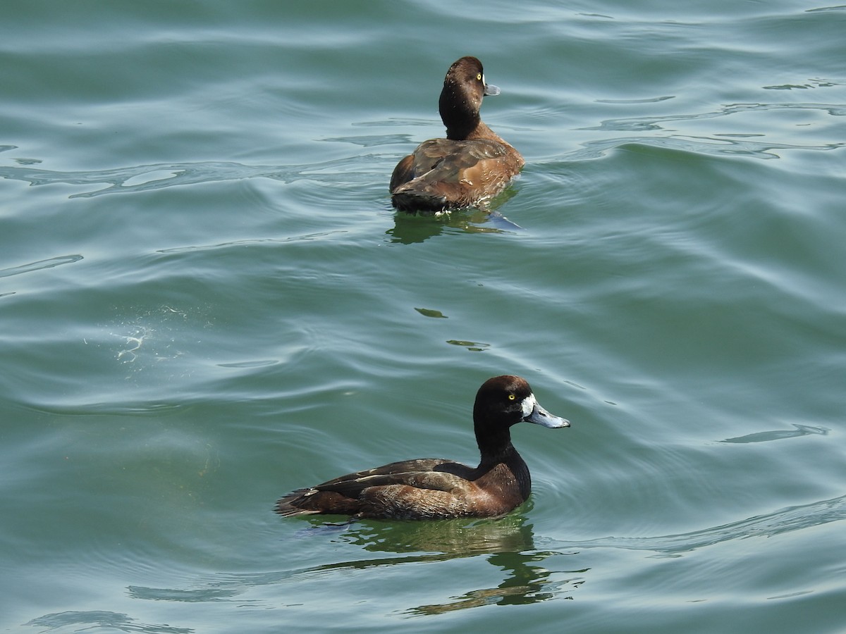 Greater Scaup - ML617700143