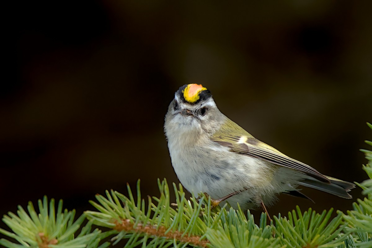 Golden-crowned Kinglet - ML617700157