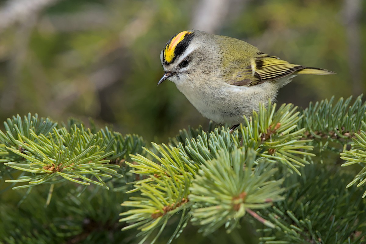 Golden-crowned Kinglet - ML617700159