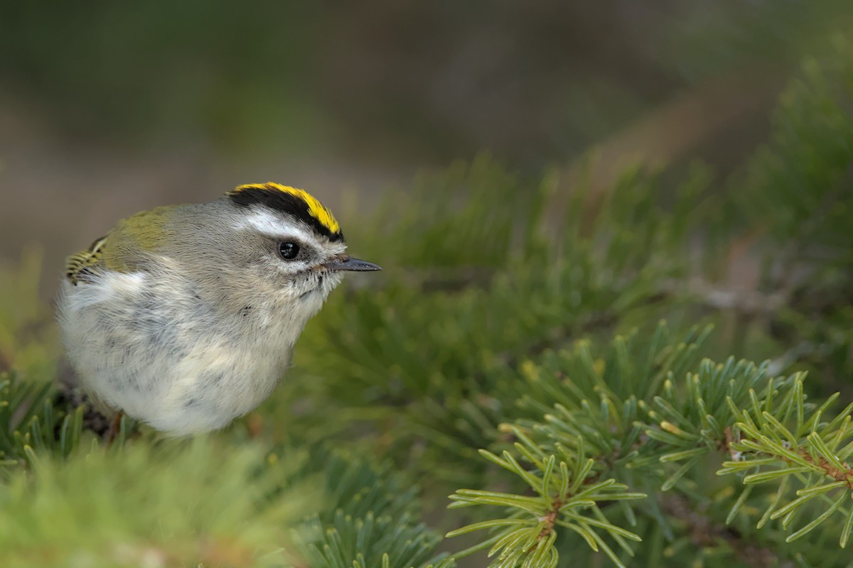 Golden-crowned Kinglet - ML617700160