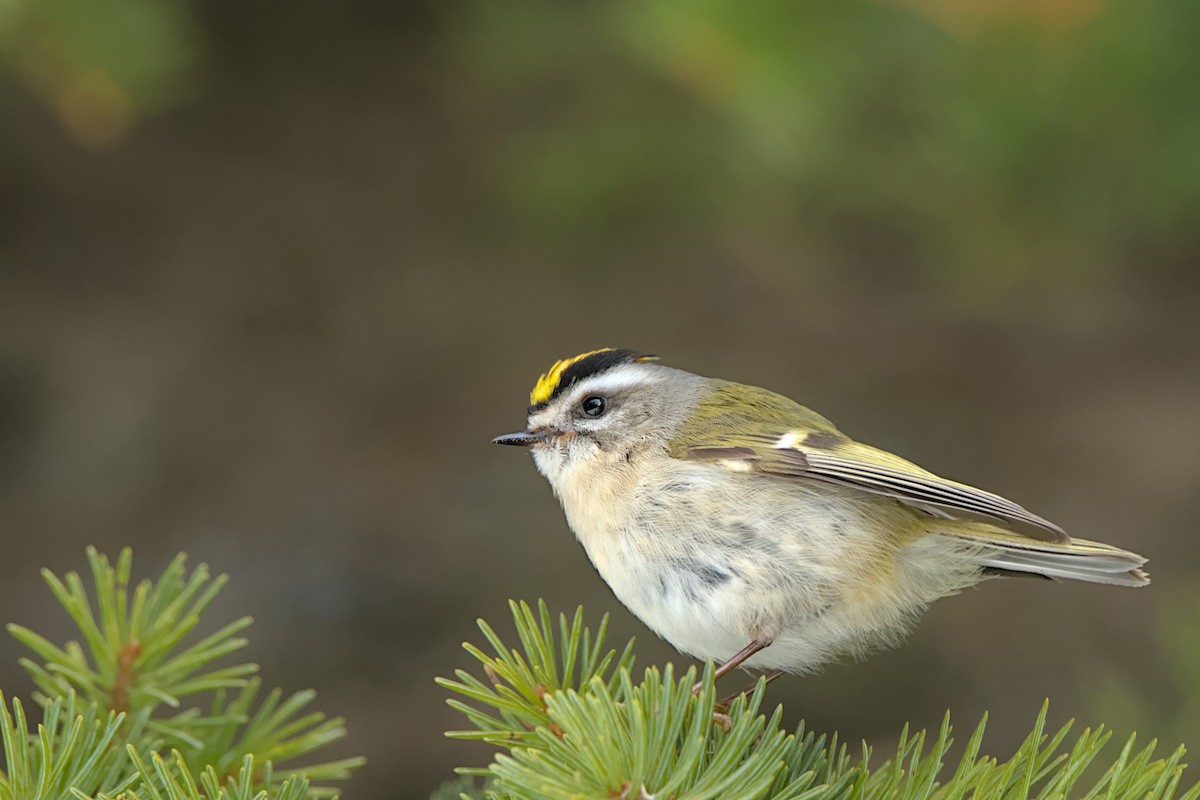 Golden-crowned Kinglet - ML617700163