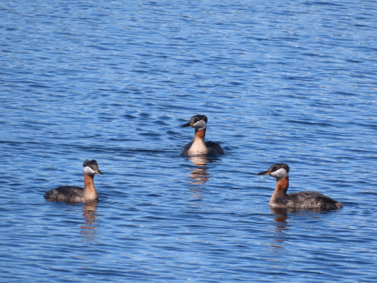 Red-necked Grebe - ML617700170