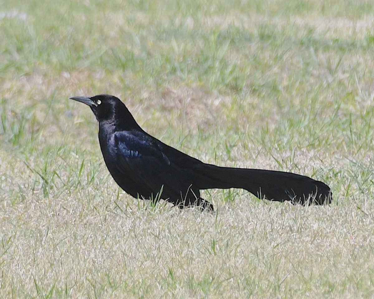 Great-tailed Grackle - ML617700207
