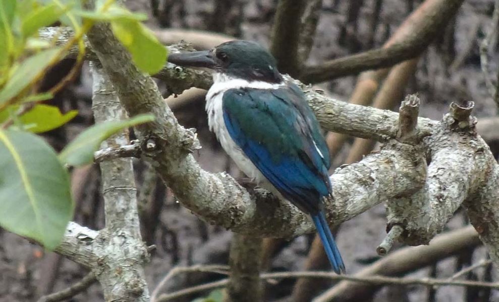 Torresian Kingfisher - ML617700227