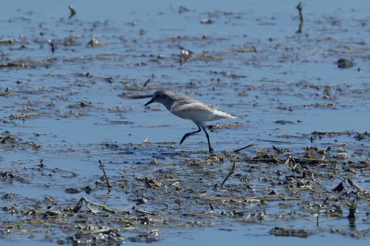 Semipalmated Sandpiper - ML617700261