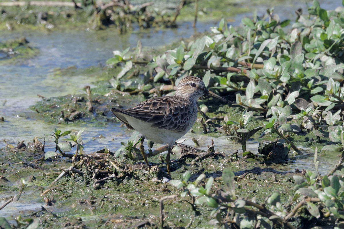 Bécasseau à poitrine cendrée - ML617700273