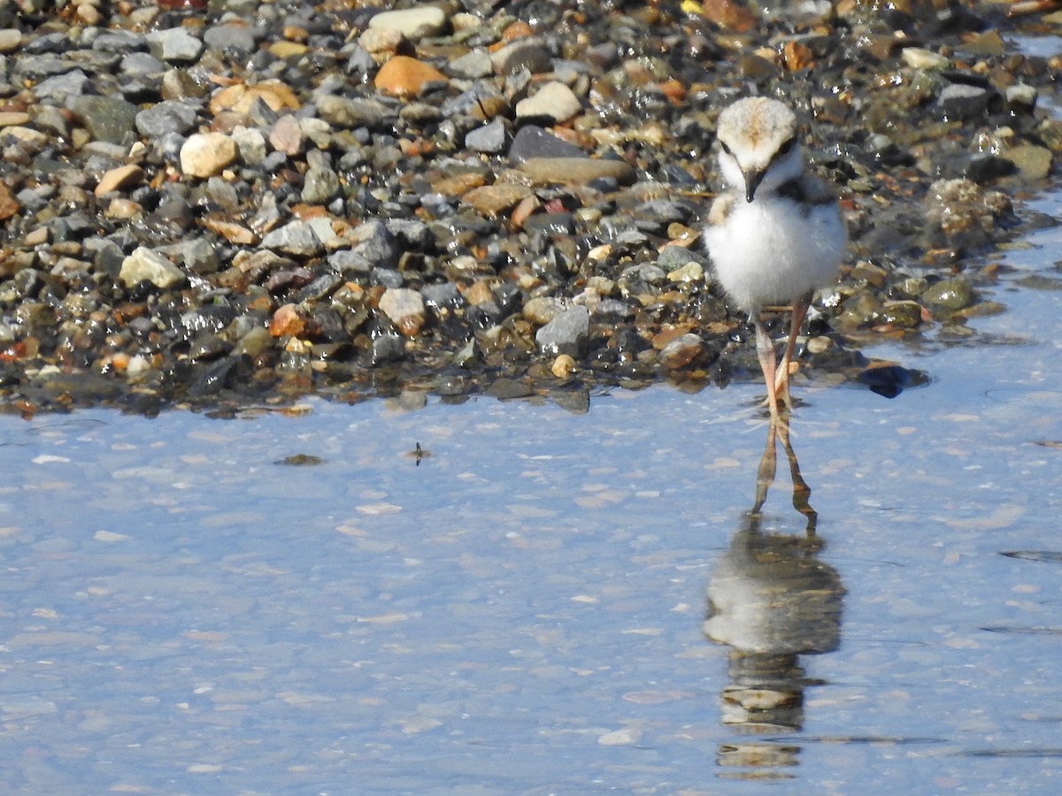 Long-billed Plover - Mikki Doerger