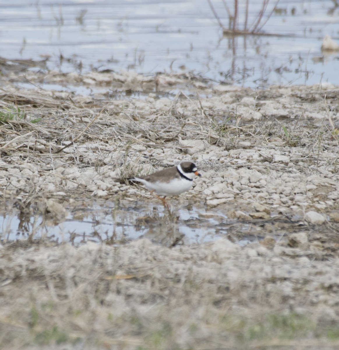 Semipalmated Plover - ML617700357