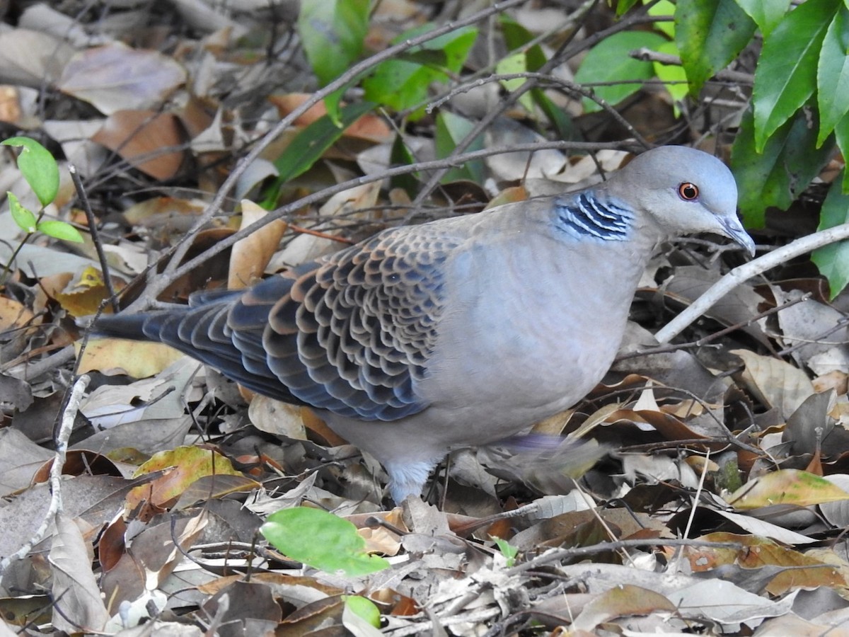 金背鳩 - ML617700408