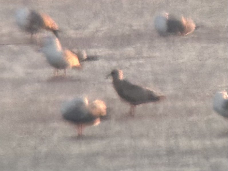 Iceland Gull - ML617700419