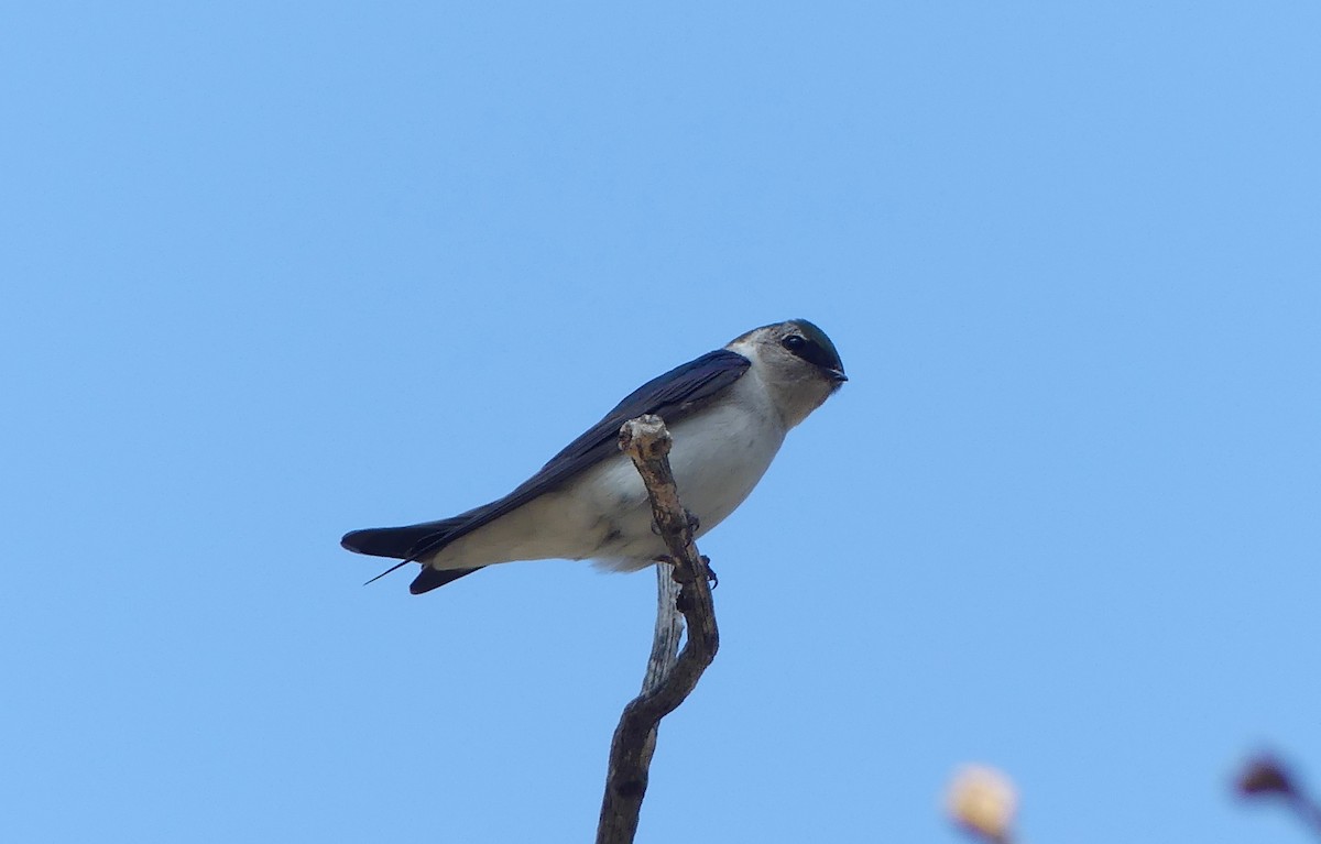 Violet-green Swallow - ML617700431