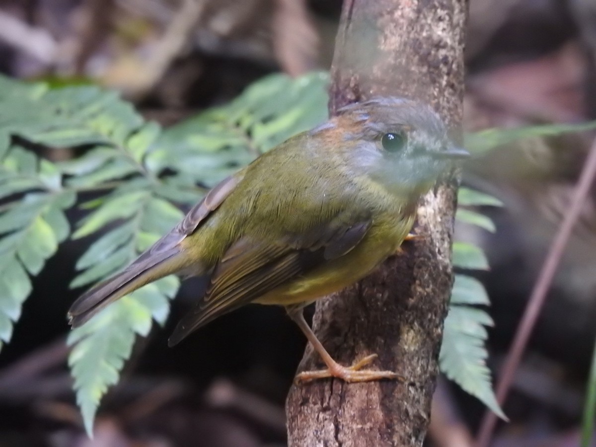 Pale-yellow Robin - ML617700455