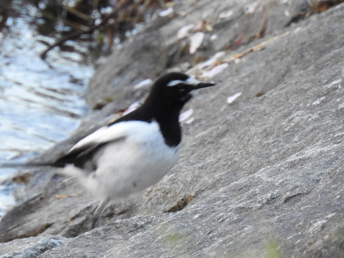 Japanese Wagtail - ML617700486