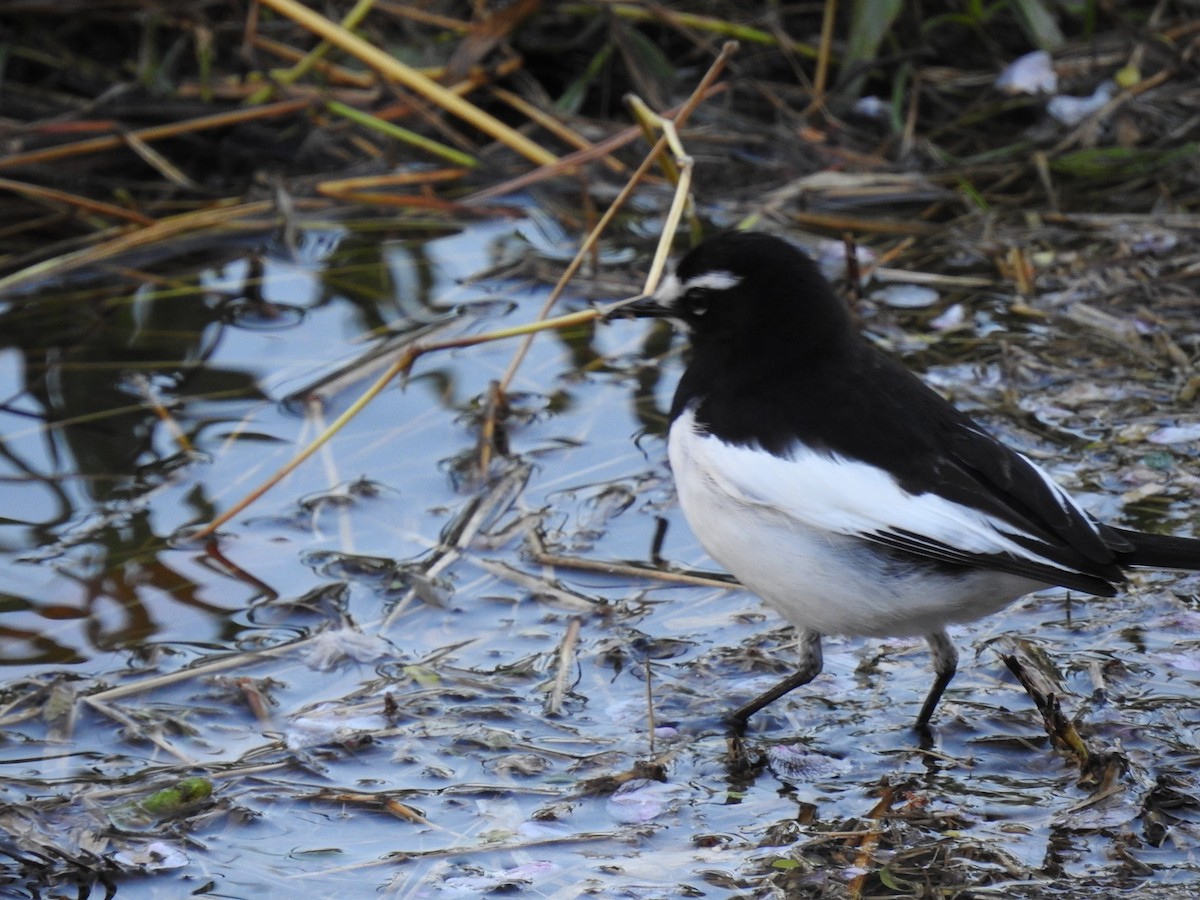 Japanese Wagtail - ML617700487