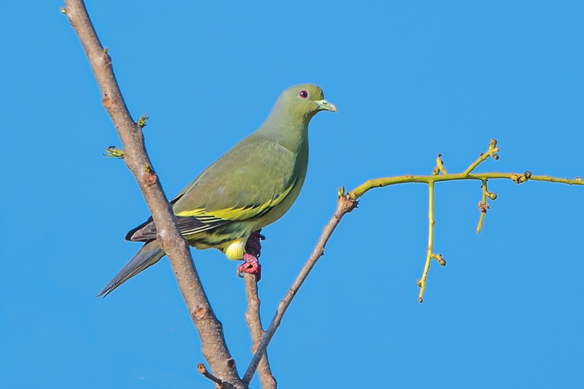 橙胸綠鳩 - ML617700524