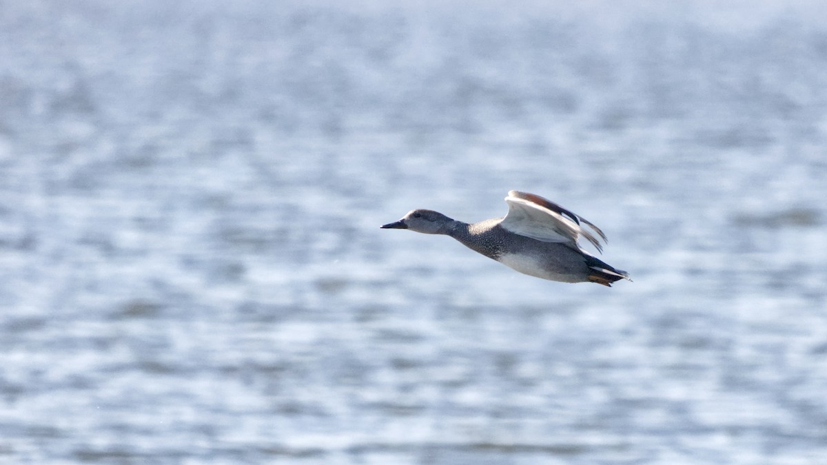 Gadwall (Common) - Joel Weatherly