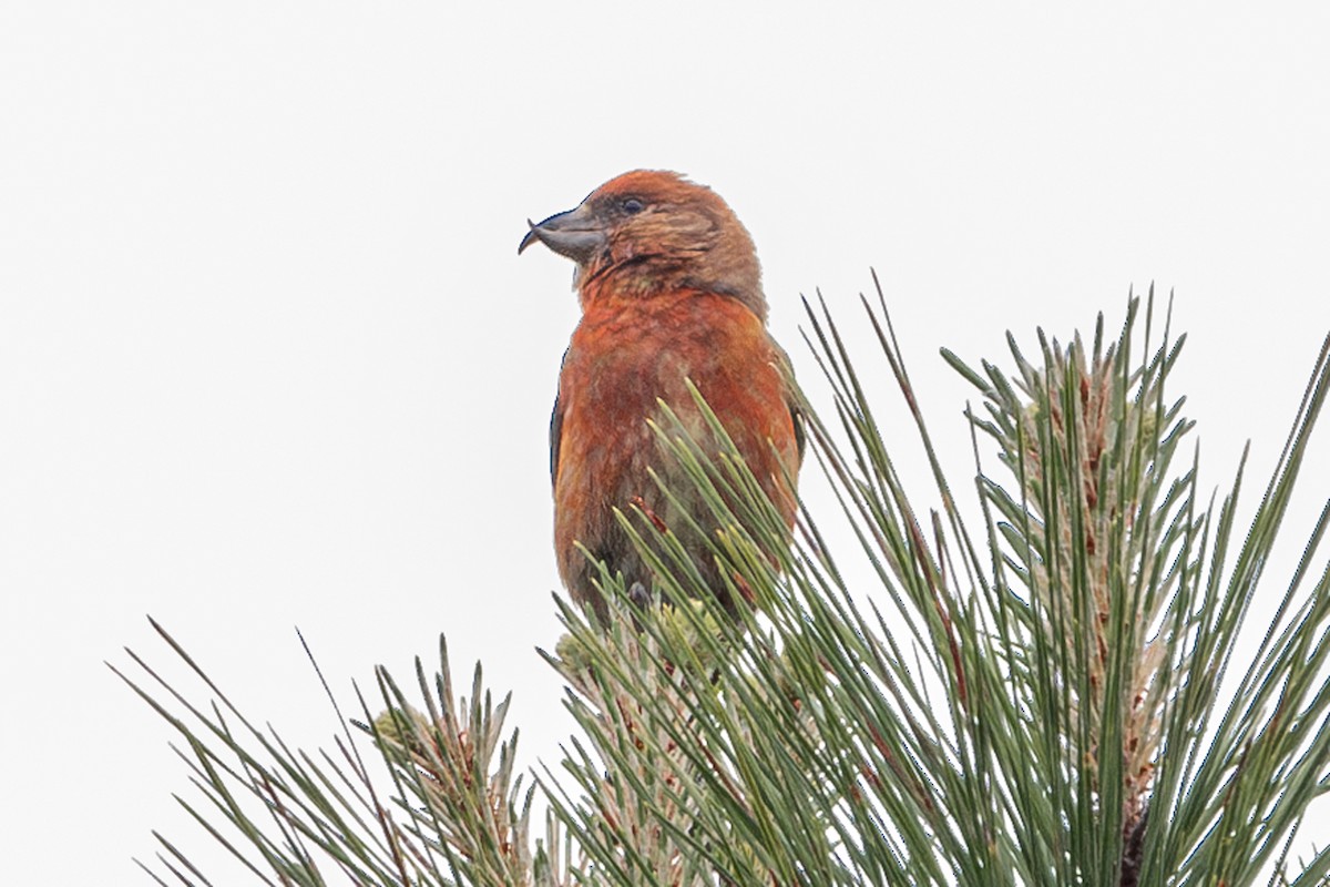 Red Crossbill - ML617700670