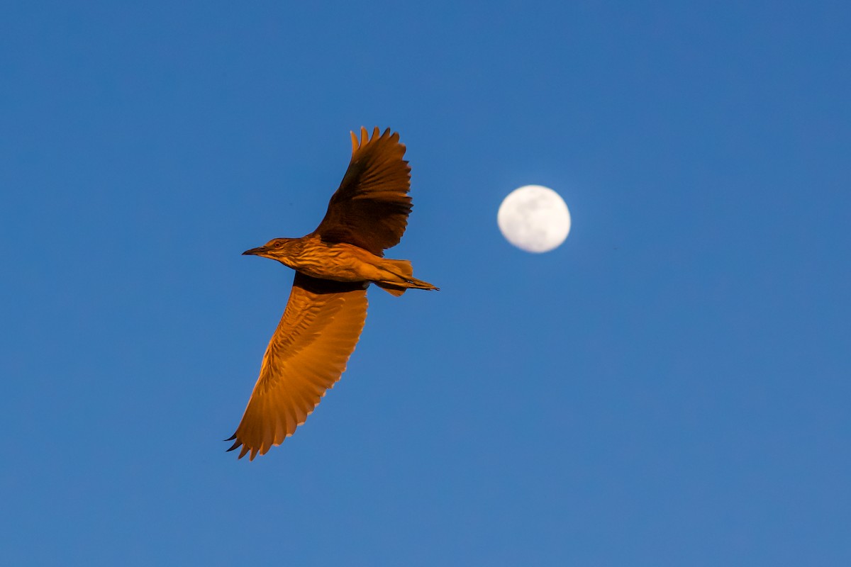 Black-crowned Night Heron - Philip Fiorio