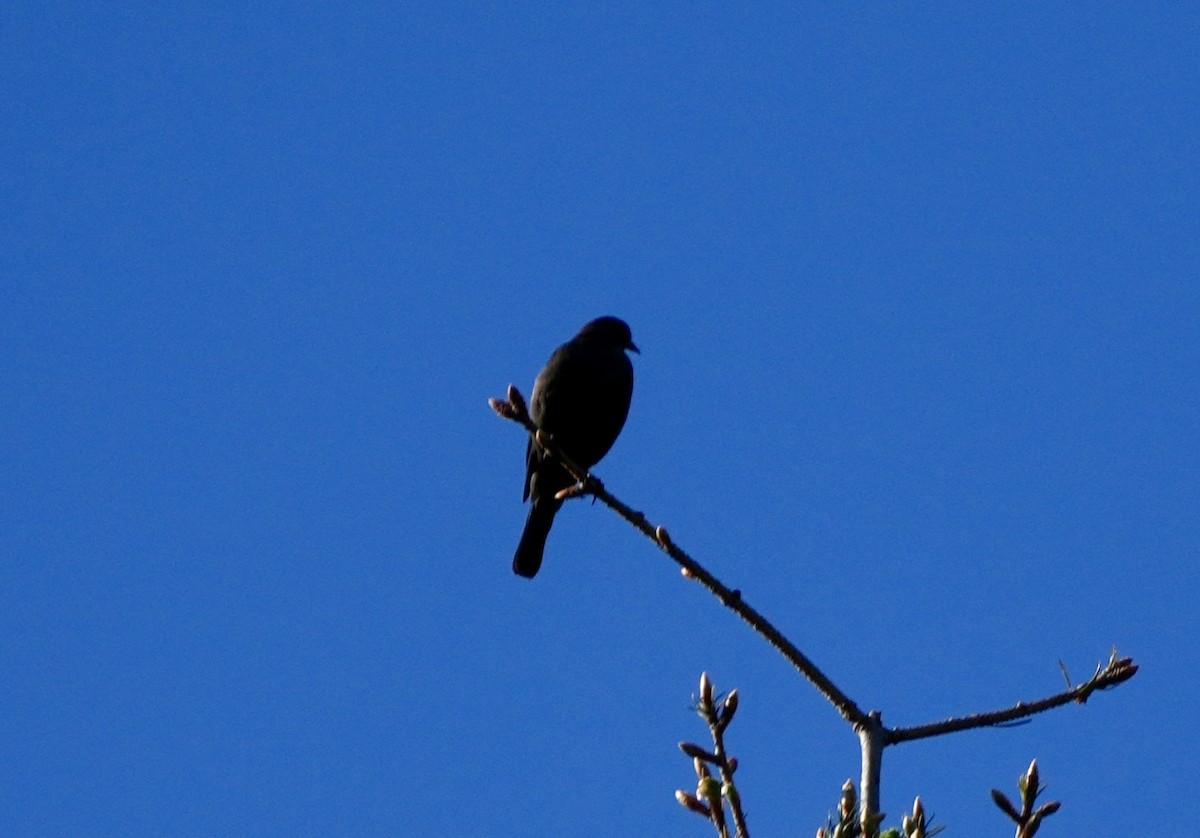 Brewer's Blackbird - Ryan Ludman