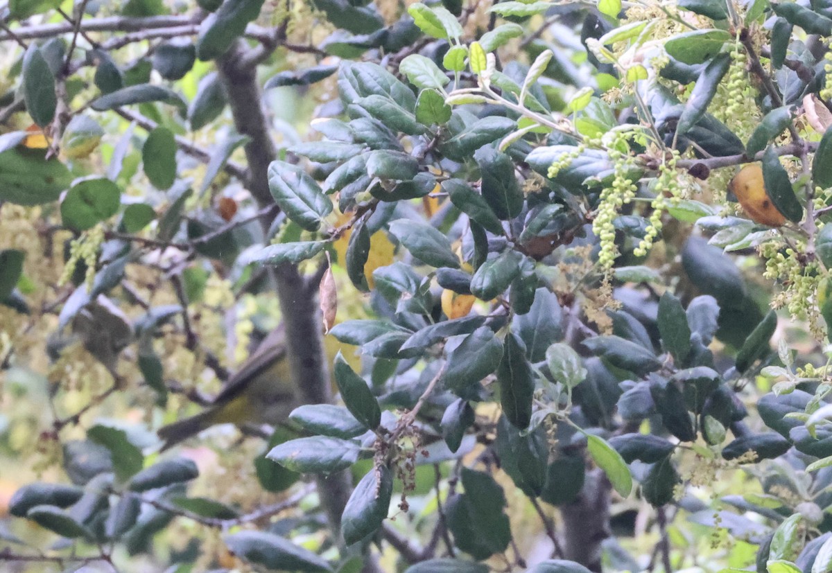 Nashville Warbler - ML617700700