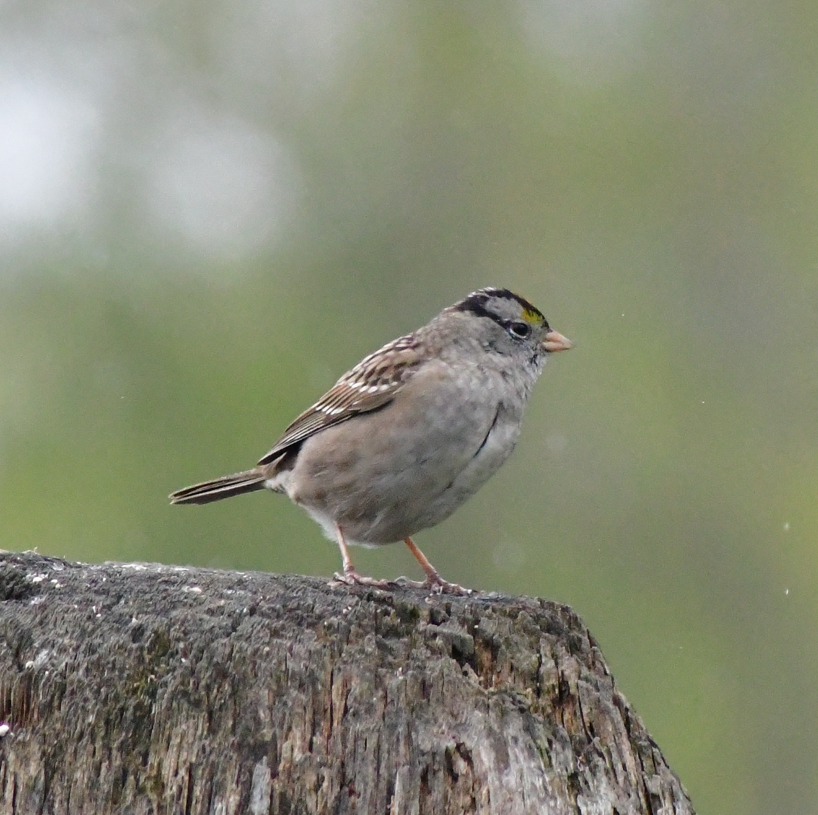 White-crowned x Golden-crowned Sparrow (hybrid) - ML617700706